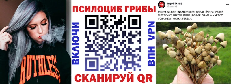 Галлюциногенные грибы Psilocybine cubensis  Ленинградская 
